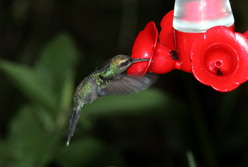 White-whiskered Hermit, Milpe Bird Sanctuary