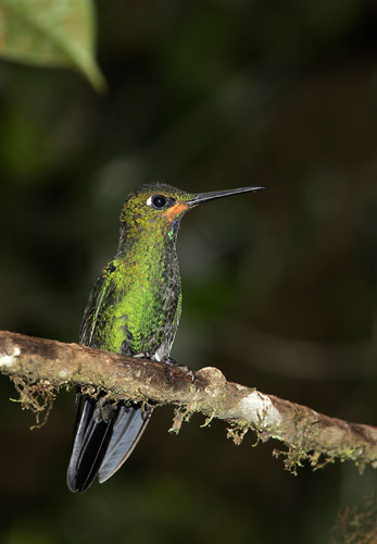 Green-crowned Brilliant (juvenile male)
