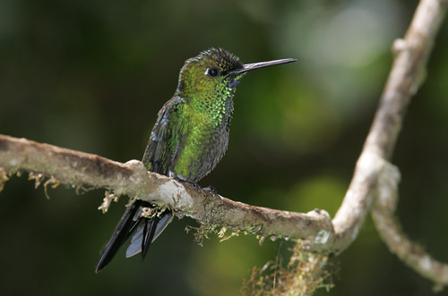 Green-crowned Brilliant (male)