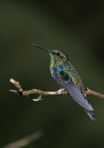 Green-crowned Woodnymph (male), Mindo