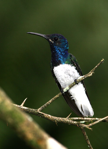 White-necked Jacobin - male, Mindo
