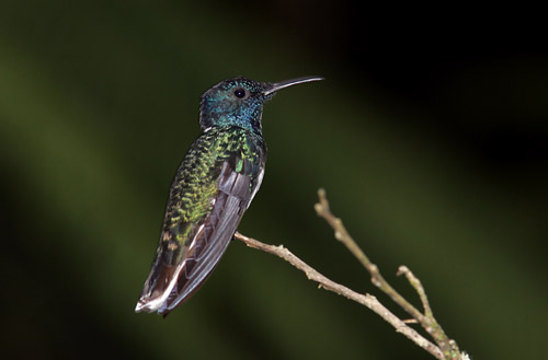 White-necked Jacobin - male, Mindo