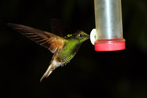 Buff-tailed Coronet