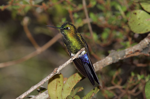 Sapphire-vented Puffleg