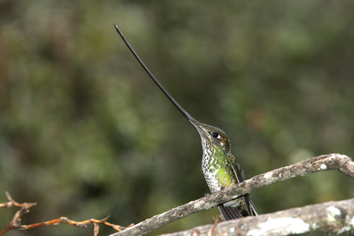 Sword-billed Hummingbird - female, Yanacocha