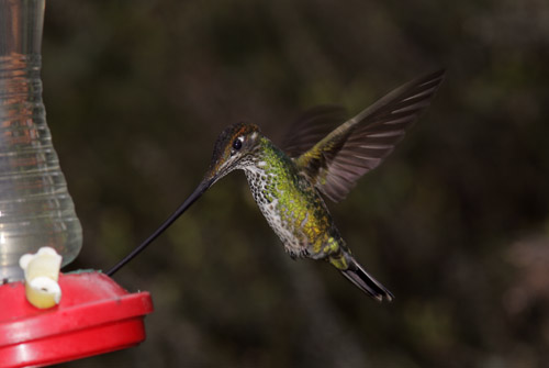 Sword-billed Hummingbird - female, Yanacocha