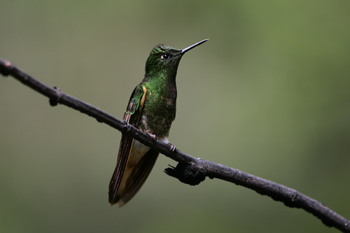 Buff-tailed Coronet