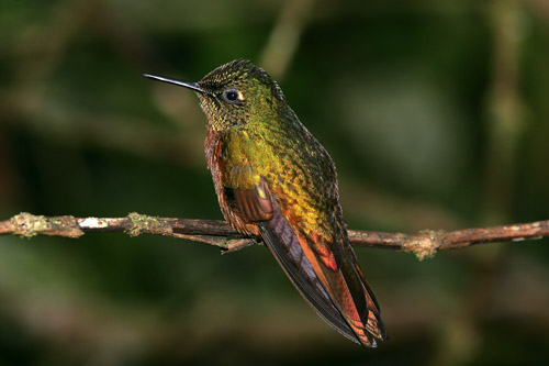 Chestnut-breasted Coronet, San Isidro