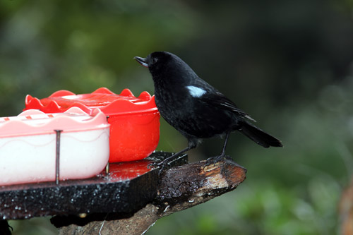 Glossy Flowerpiercer, Yanacocha