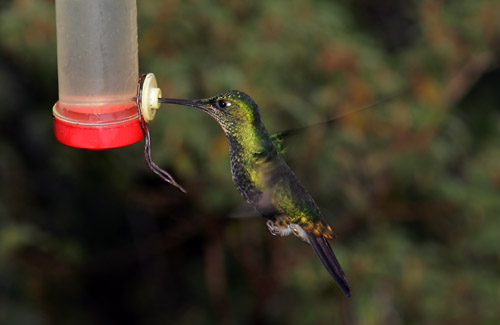 Buff-winged Starfrontlet (female)
