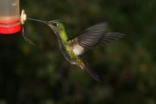 Buff-winged Starfrontlet