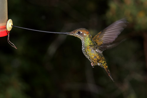 Sword-billed Hummingbird - female, Yanacocha