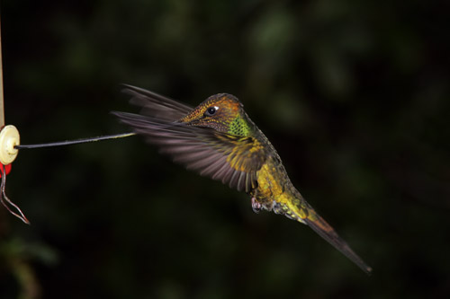 Sword-billed Hummingbird - male, Yanacocha