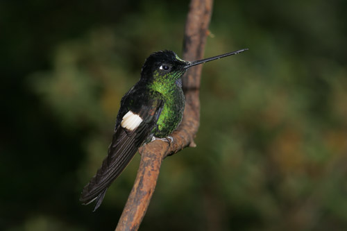 Buff-winged Starfrontlet