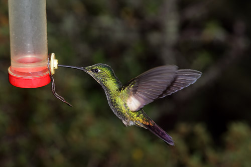 Buff-winged Starfrontlet