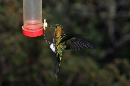 Golden-breasted Puffleg