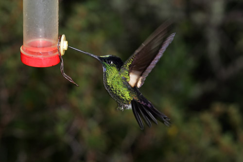 Buff-winged Starfrontlet