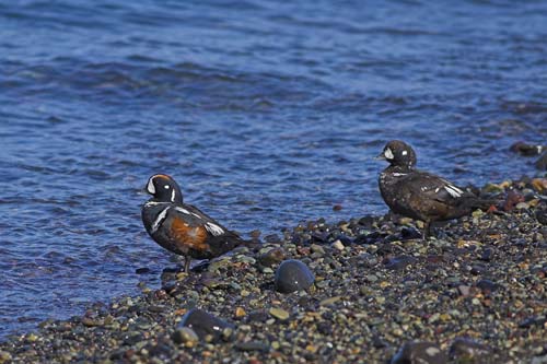 Harlequin ducks