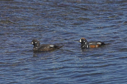 Harlequin ducks