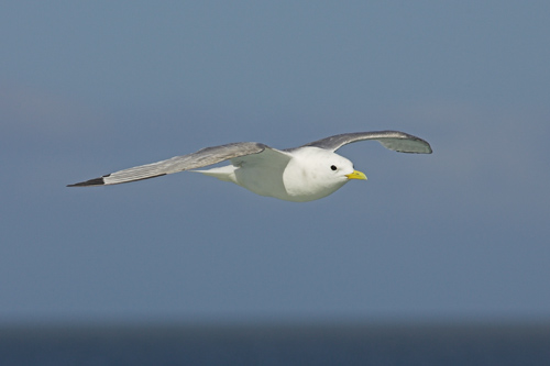 Kittiwake