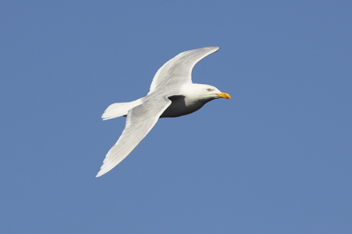 Glaucous Gull