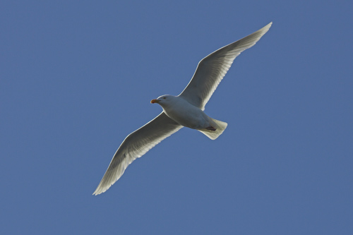 Glaucous Gull