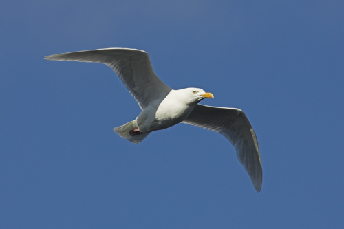 Glaucous Gull