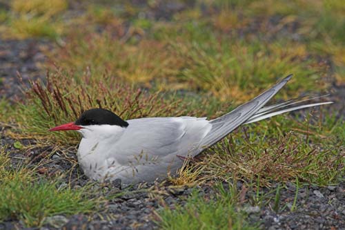 Arctic Tern after shower