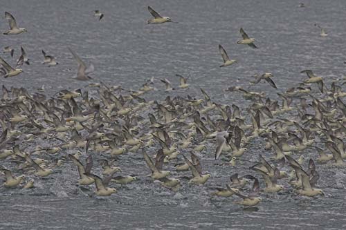 Fulmars