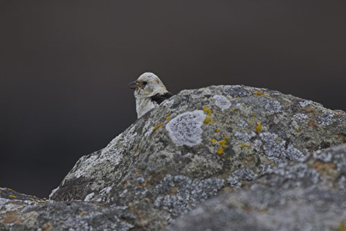 Snow Bunting (male)