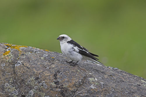 Snow Bunting (male)