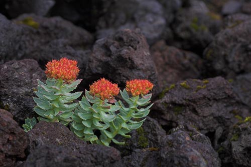 Roseroot amongst rocks on beach, Malarrif