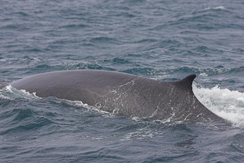 Fin Whale