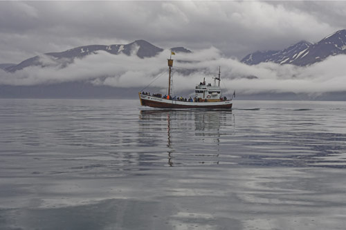 Whale watching boat off Husavik