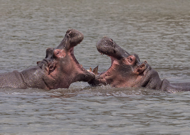 Hippopatmuses sparring, Lake Naivasha