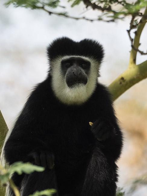 Colobus monkey, Lake Naivasha