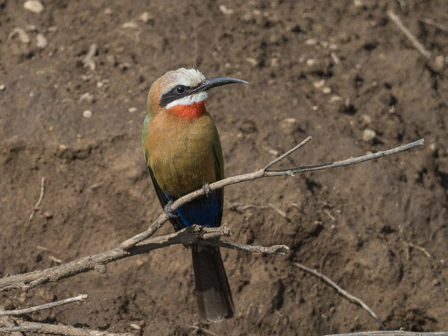 White-fronted Bee-eater, Lake Naivasha