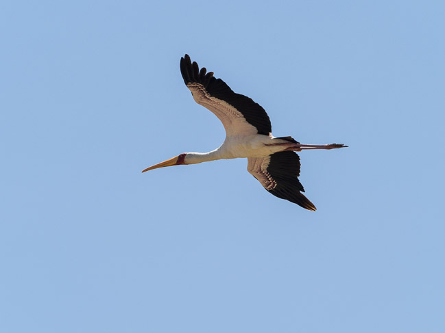 Yellow-billed Stork, Lake Elementaita