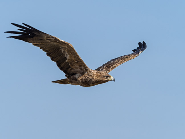Tawny Eagle, Masai Mara