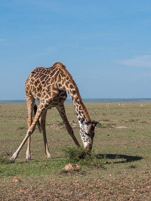 Giraffe in tripod position, Masai Mara