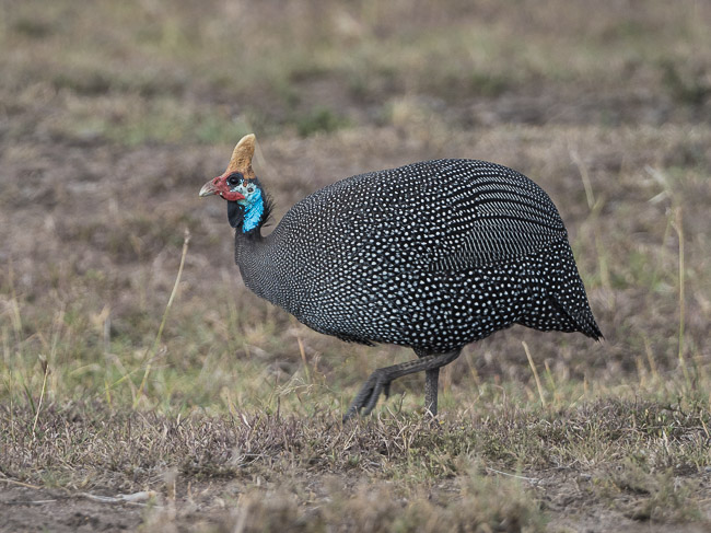 Helmeted Guineafowl, Masai Mara