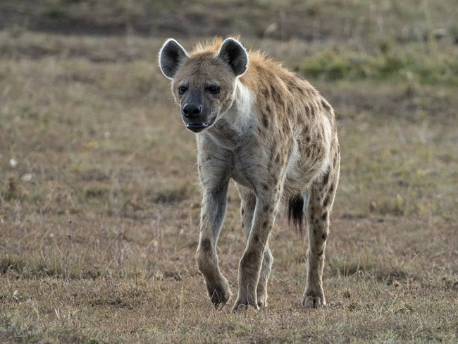 Hyaena, Masai Mara