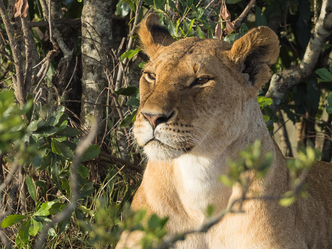 Lioness in evening light, Masai Mara