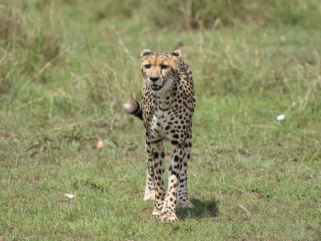 Female Cheetah, Masai Mara