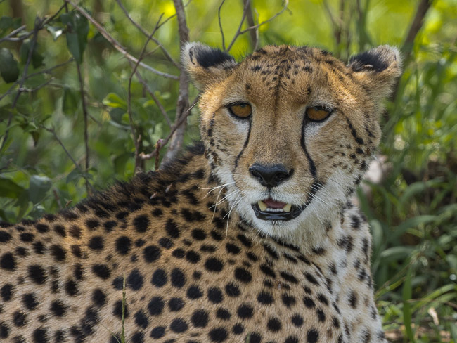 Female Cheetah, Masai Mara