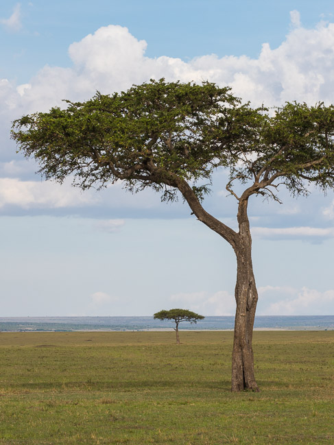 Acacia trees, Masai Mara