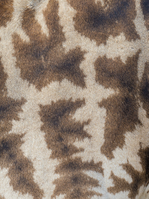 Coat of Giraffe, Masai Mara
