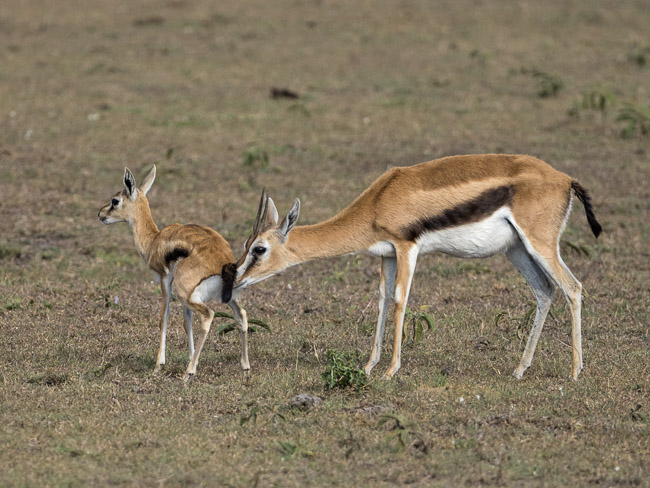 Female Thompson's Gazelle with calf, Masai Mara