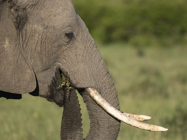 Close-up of Elephant, Masai Mara