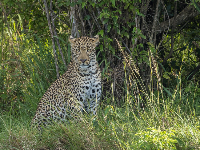 Female Leopard, Masai Mara